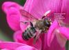 303717 – Photo : Jean-Sébastien Carteron – France (67)
